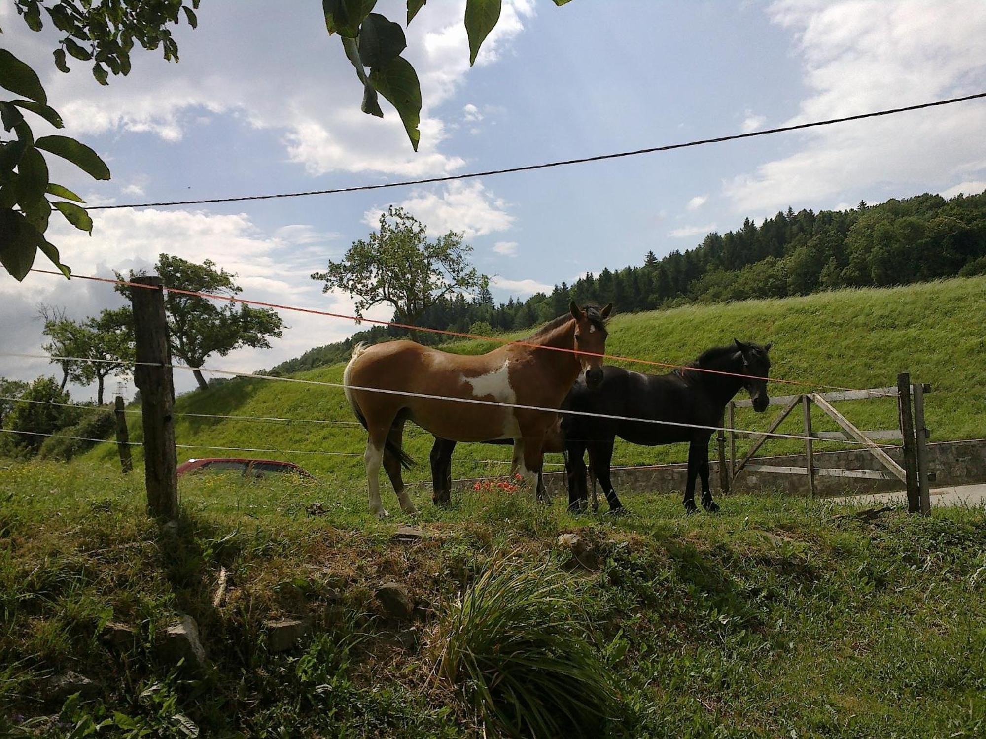 Bed And Breakfast Spelca Pivka Bagian luar foto
